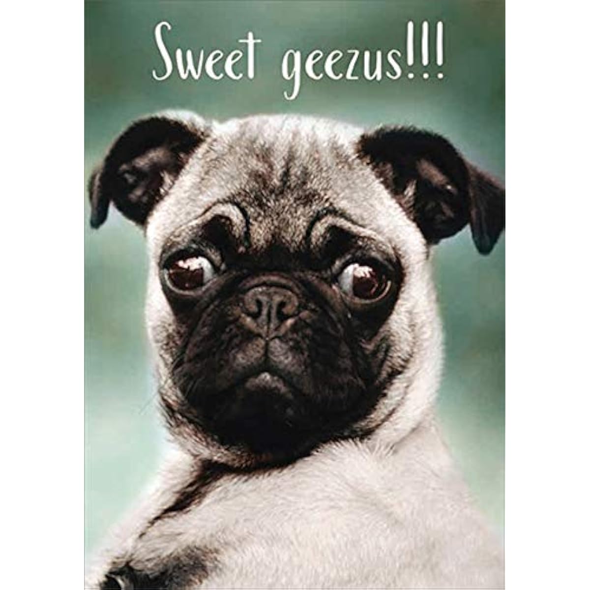 RSVP Pug Sweet Geezus Funny/Humorous Dog Birthday Card on the Hill Yellow 5" x 7" GC-B7381