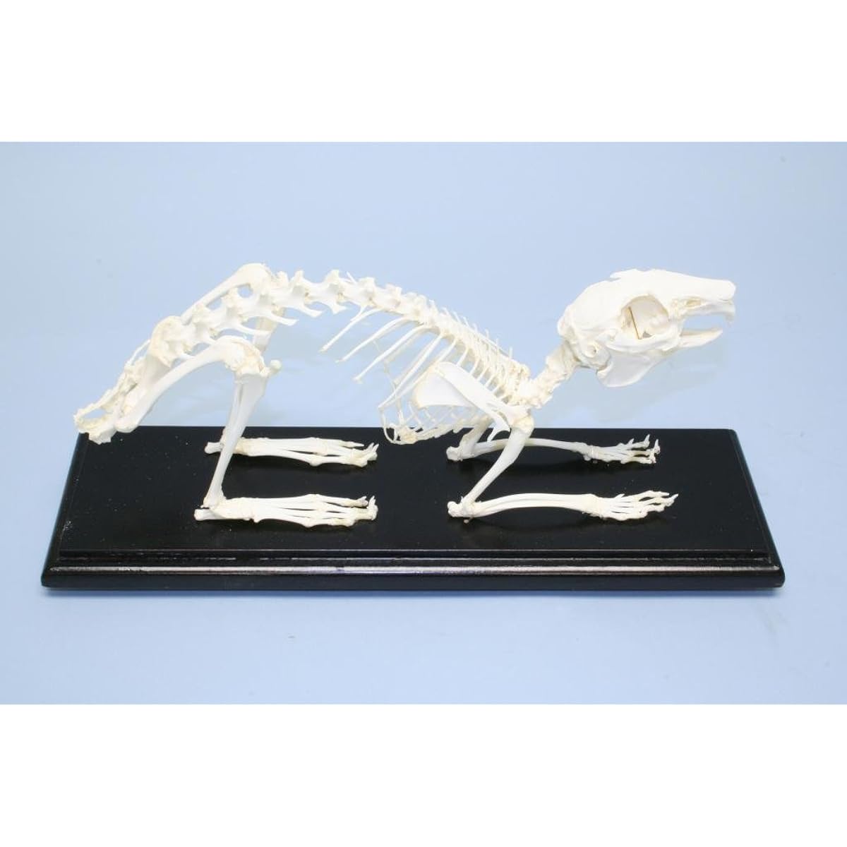 C&Science 51004 Rabbit Skeleton