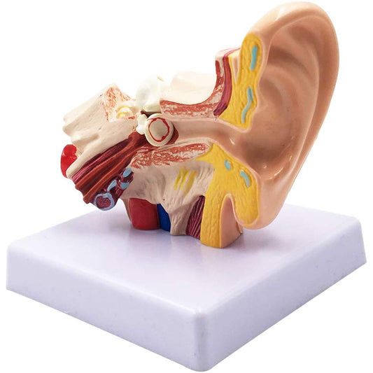 1.5X Human Ear Anatomy Model - Professional Desktop Ear Structure Simulation Model for Educational Use