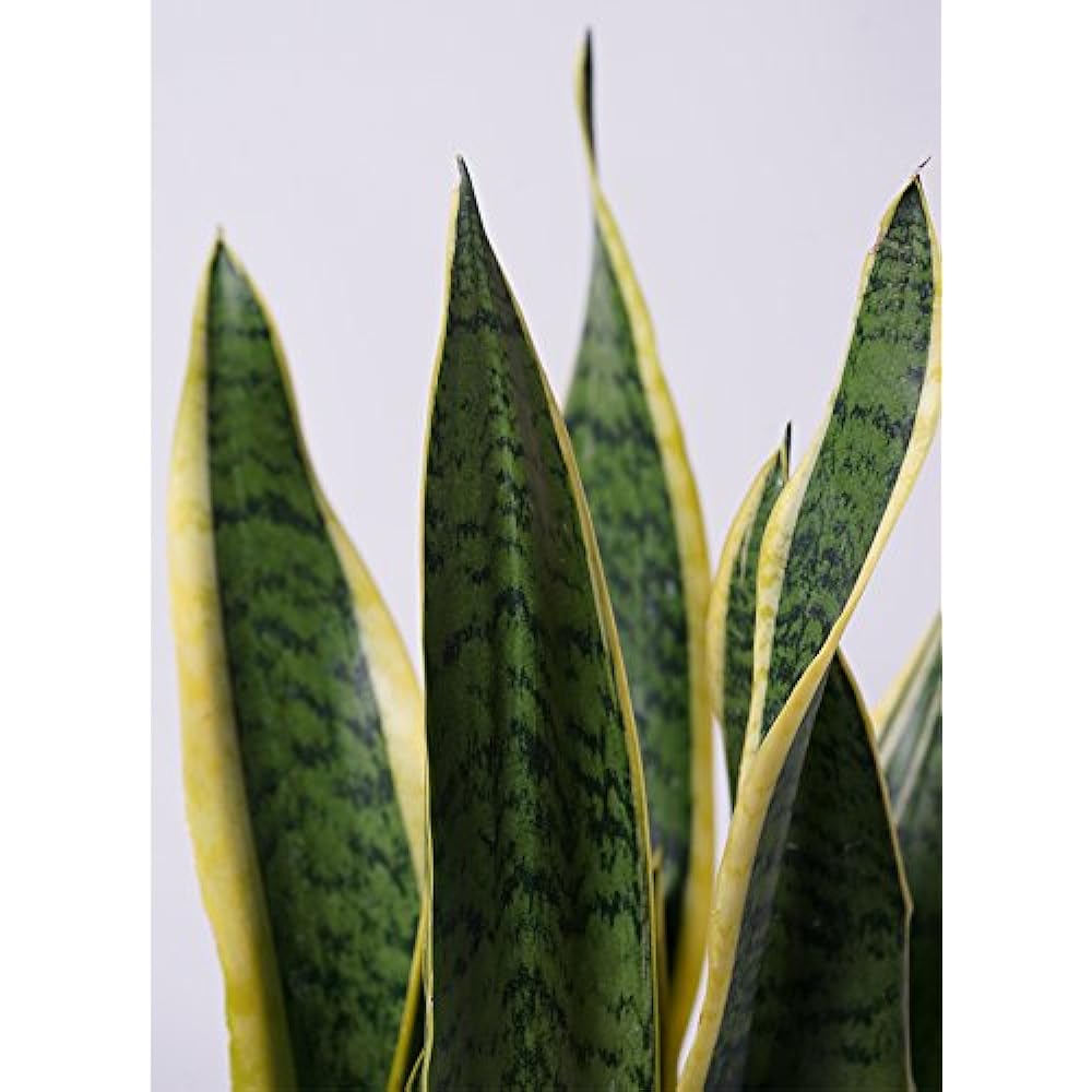 HitoHana Sansevieria No. 6 Toranoo Eco Stone Tall Type White