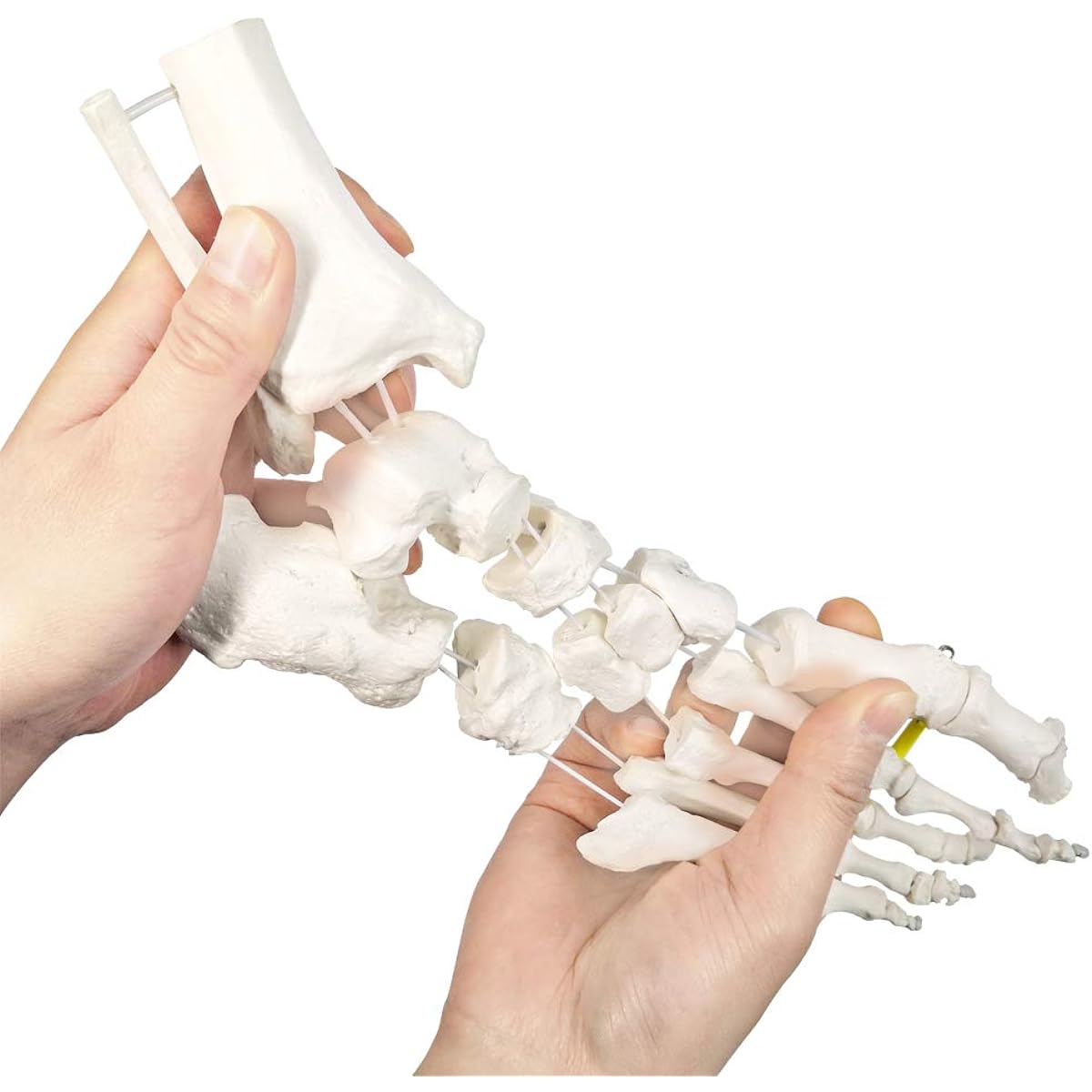 Foot bone model (all rubber rope).