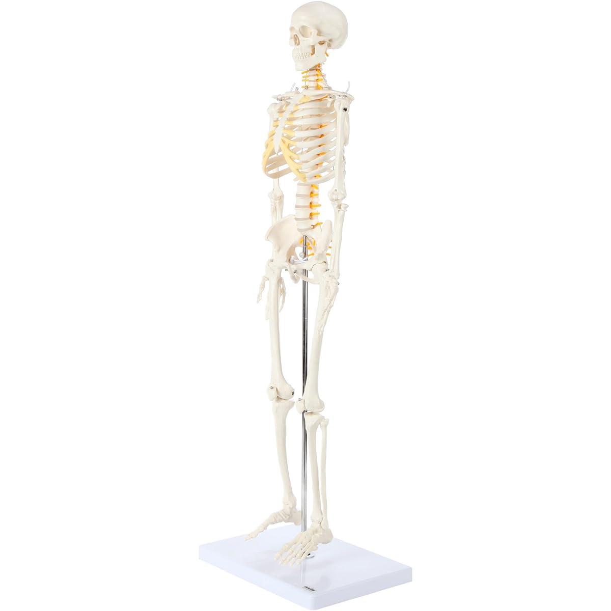 Axis Scientific Mini Human Skeleton Model with Metal Stand, 31" Tall with Removable Arms and Legs, Easy to Assemble, Includes Detailed Product Manual for Study, Worry Free 3 Year Warranty 141［並行輸入］