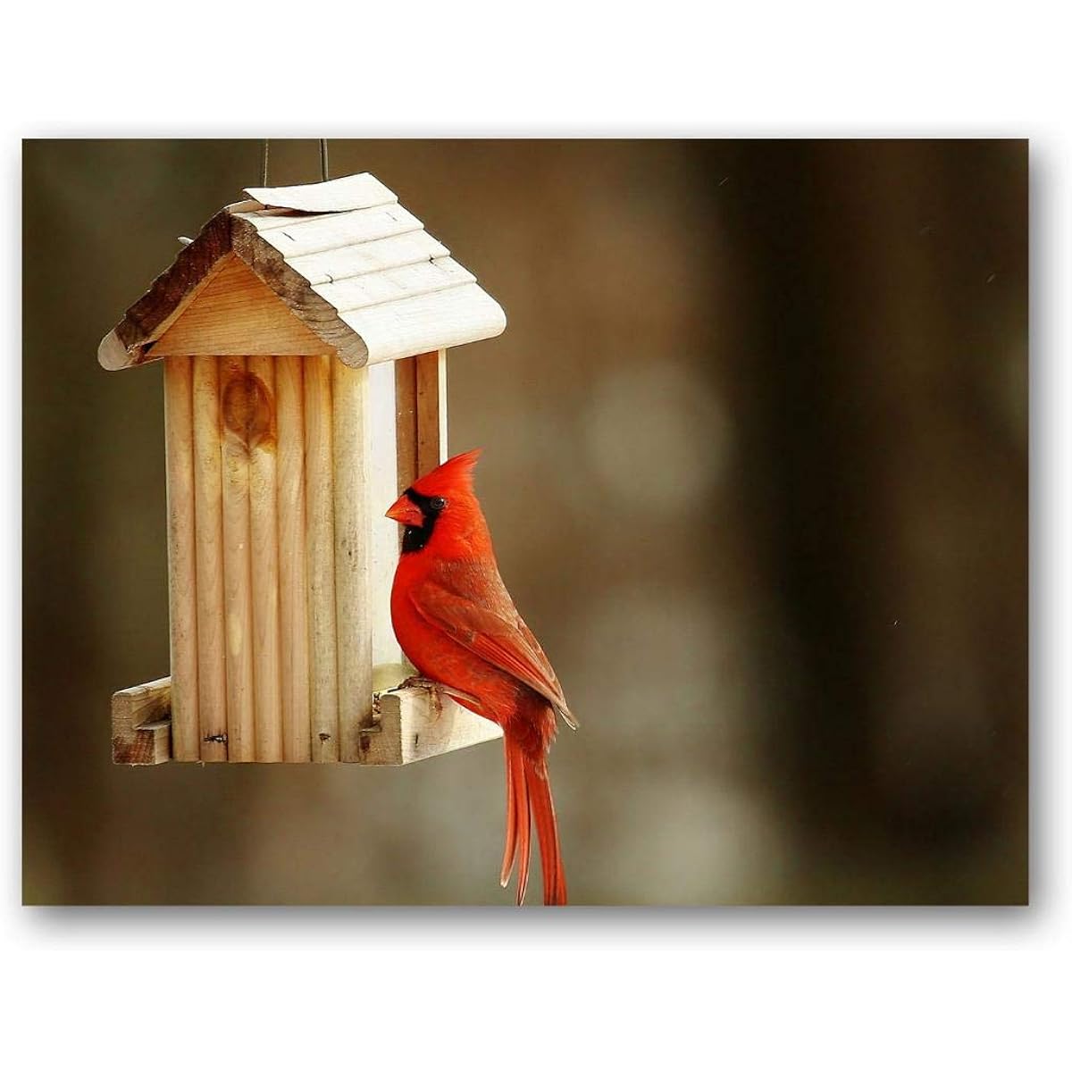 Cardinal Greeting Cards - Bird Notecards - Blank Inside - Includes 12 Cards and Envelopes - 5.5" x 4.25"