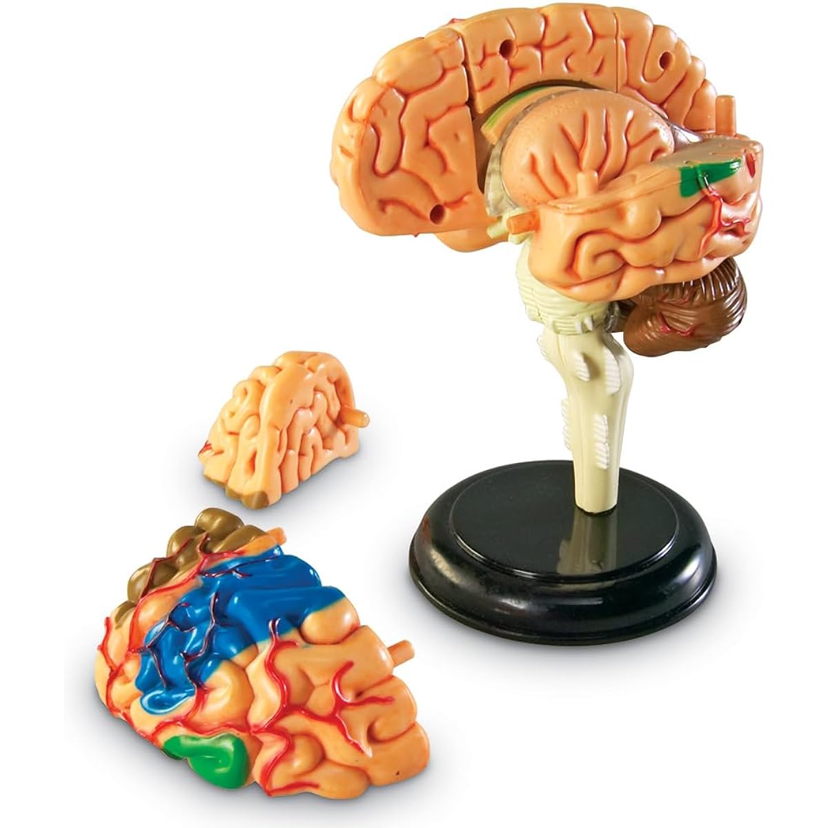 Learning Resources Anatomy 9.6 cm Model Brain