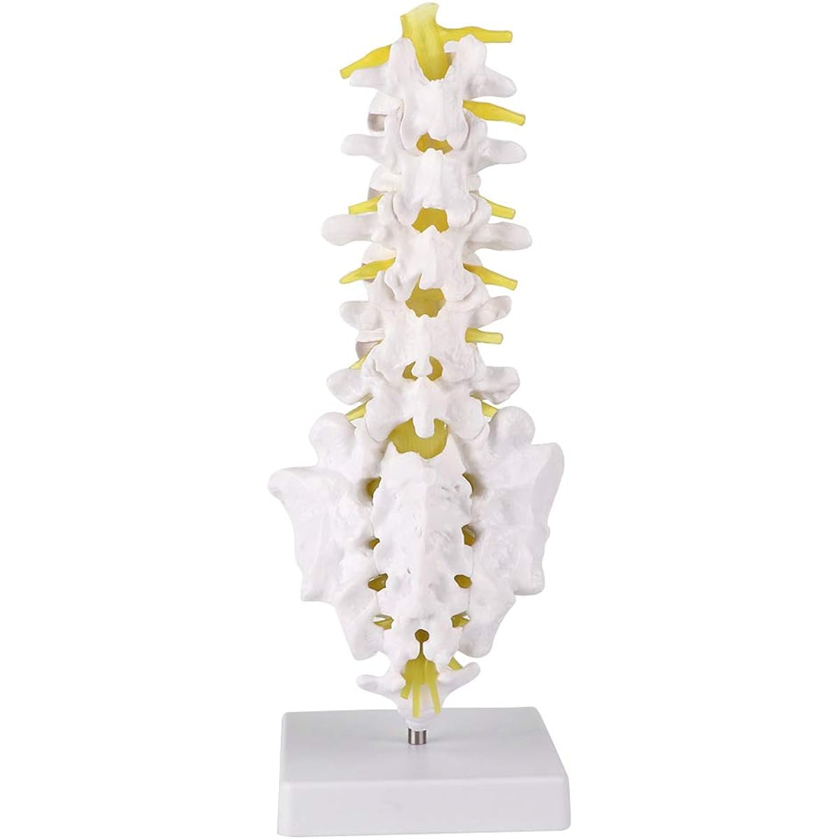 Spine Model Lumbar Spine Model Human Lumbar Spine Teaching Model Tool