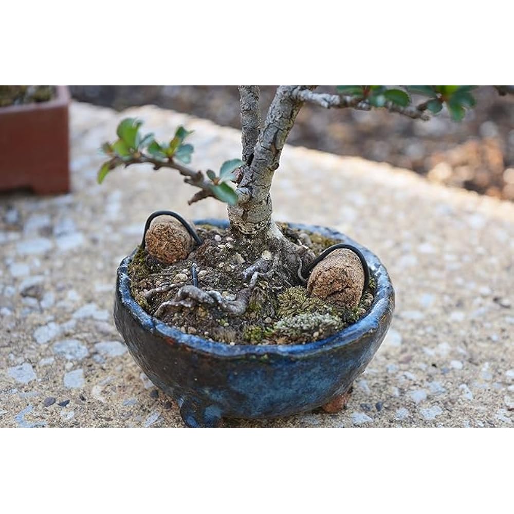 [Case sales] Hanagokoro Aburakasu Good Luck Large 3kg x 6