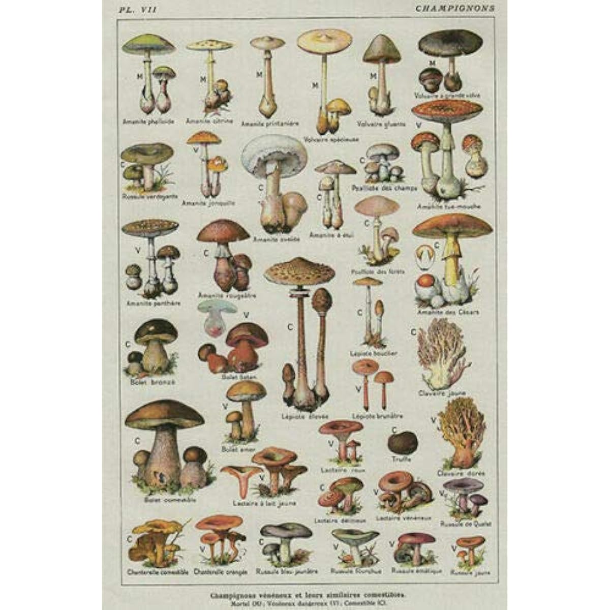 Wooden Jigsaw Puzzle Mushroom Educational Fungus Plant Jigsaw Puzzle for active thinking party entertainment. Every piece is unique and the pieces fit perfectly together. 300 pieces