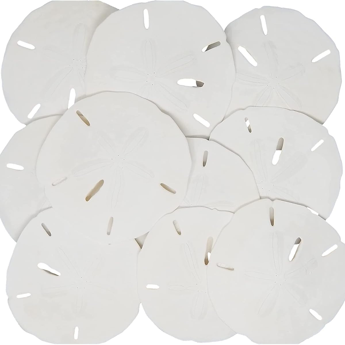 Sand Dollars 3"-3.5" - 15 Count - Wedding Shells for Crafts - Genuine Sandals. Hand Selected and Packed by Tumbler Home in Florida.