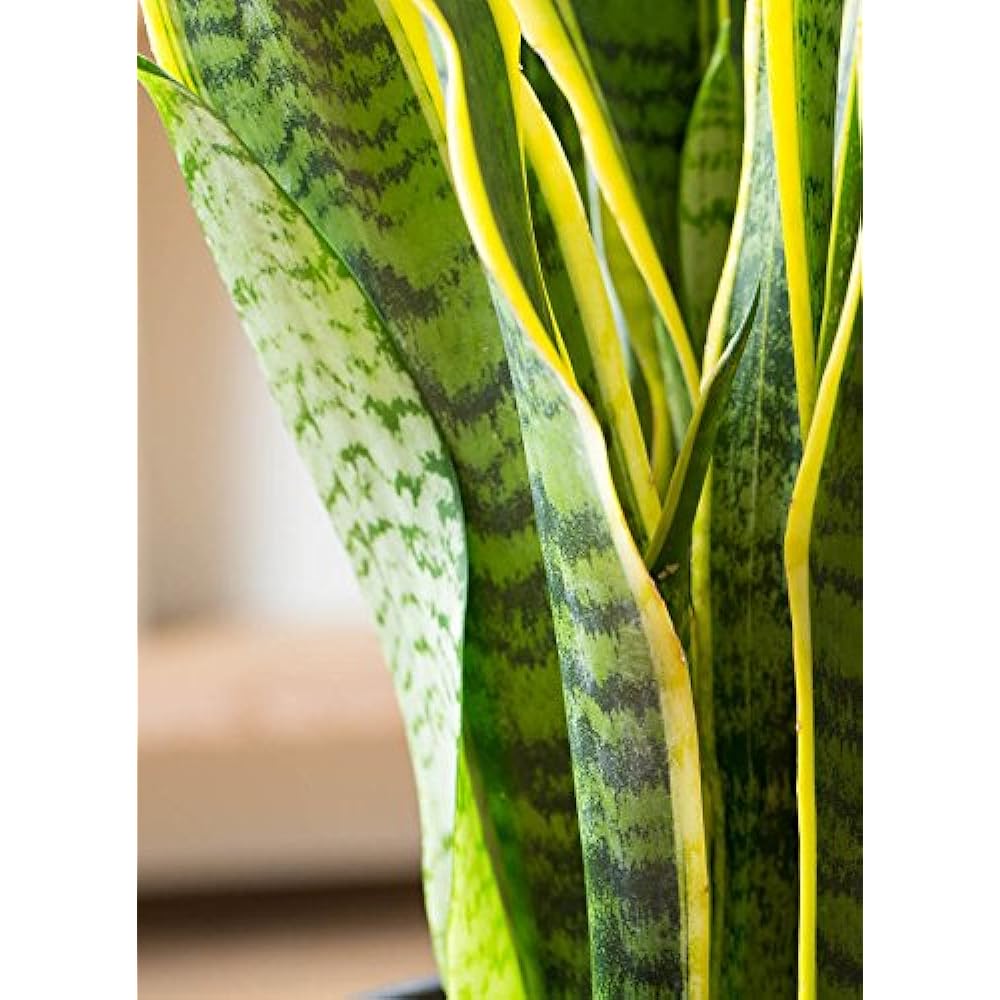 HitoHana Sansevieria No. 8 Toranoo Rib Basket Natural
