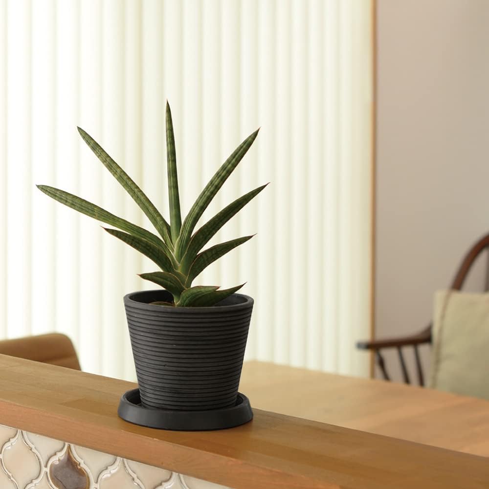 [Case sales] Richel Botany Midi Pot 20 type DG 10 pieces