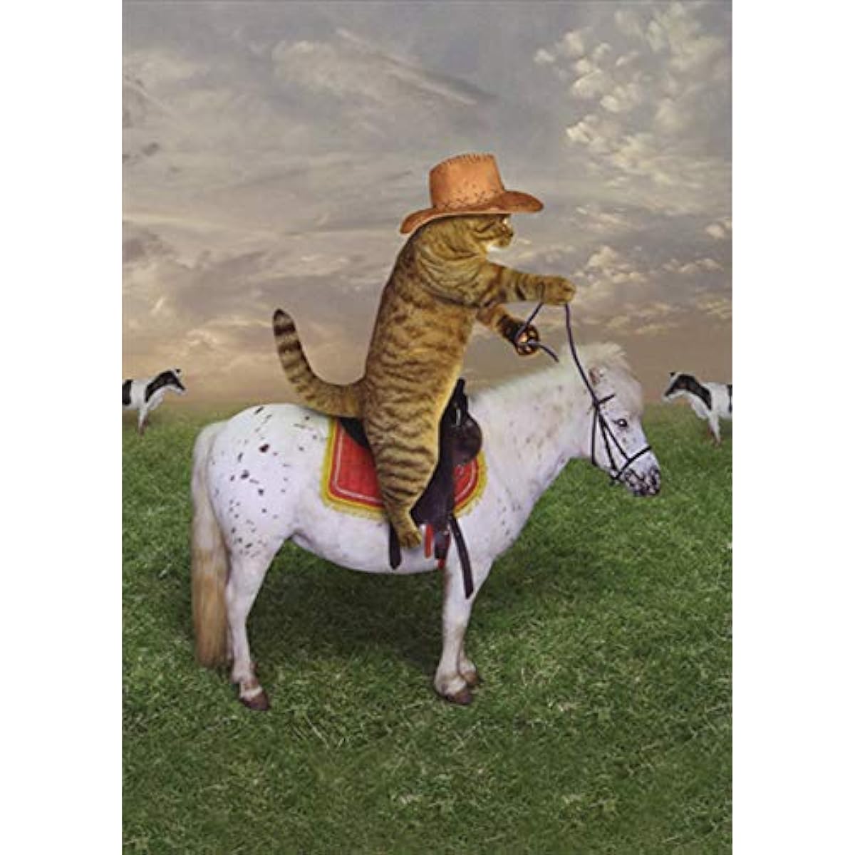 Designer Greetings Cowboy Cat Horse Riding Little White Pony Funny/Humorous Birthday Card
