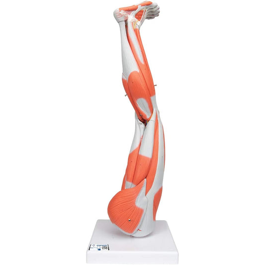 3B Scientific Muscular Leg Model 9 parts