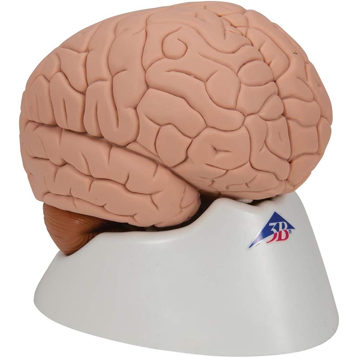 3B Scientific C15 Introduction to the Brain 2-Part-3B Smart Anatomy