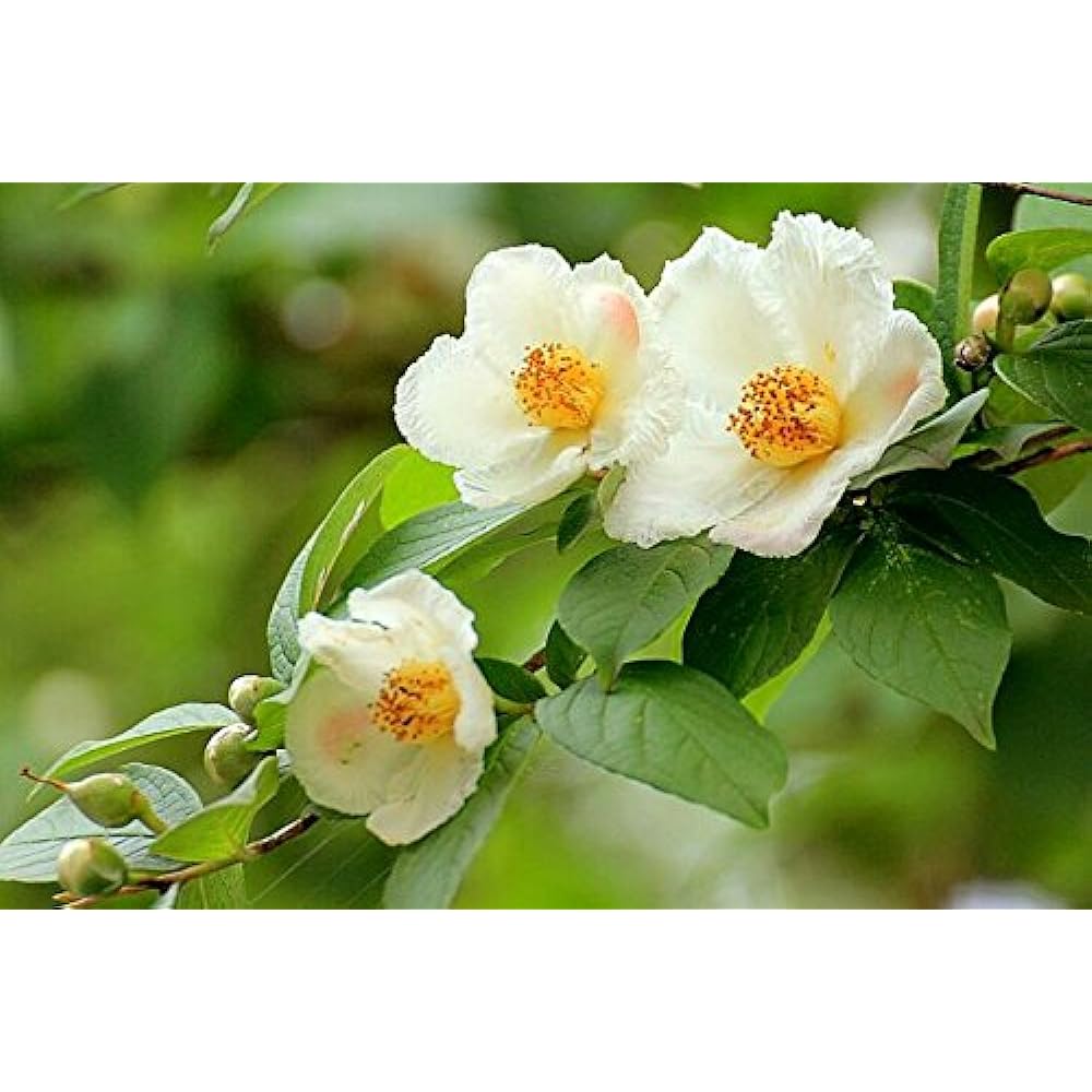 [Safe and secure summer washable comforter made in Germany] European natural 100% wild silk filling single thin luxury comforter (spring/summer/early fall) Natural antibacterial & Cool Biz & Negative ion healing effect & very light Single 155x200cm Oeko-