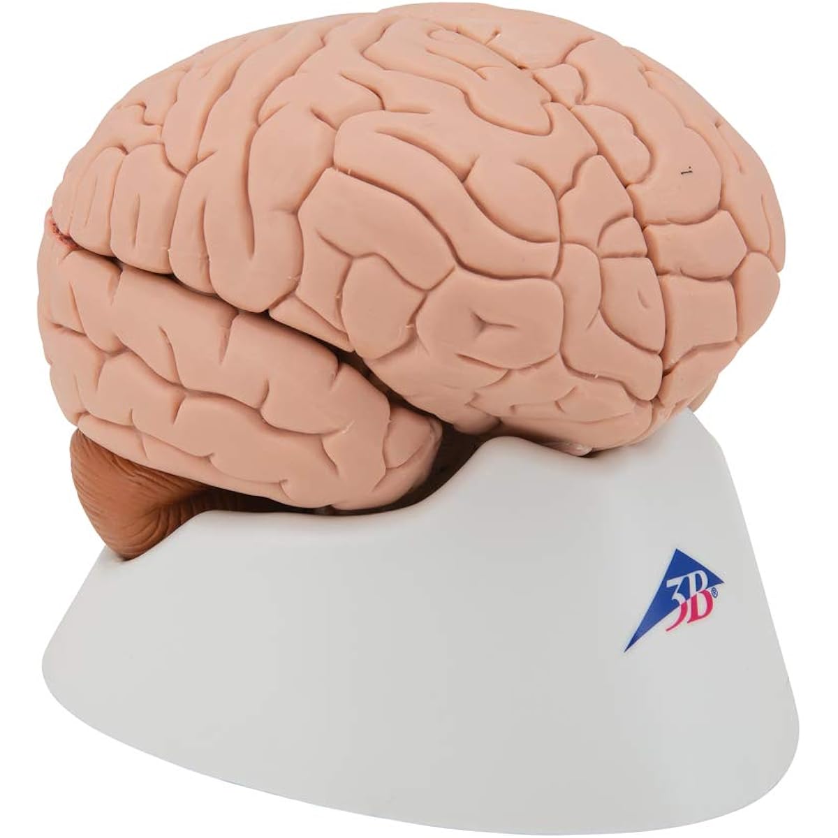 3B Scientific C16 Classic Brain 4 Part-3B Smart Anatomy