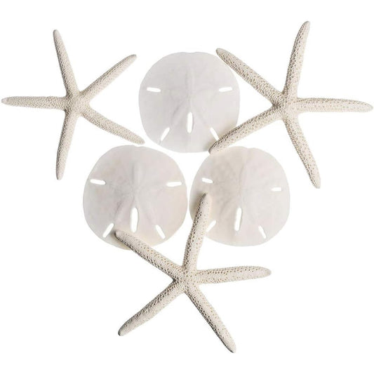 White Finger Starfish and Sand Dollar Collection | (3) 4"-6" White Finger Starfish and (3) 3 1/2" White Sand Dollars | Wedding Seashell Crafts | Joseph Rains 1 Pack White NCT83209