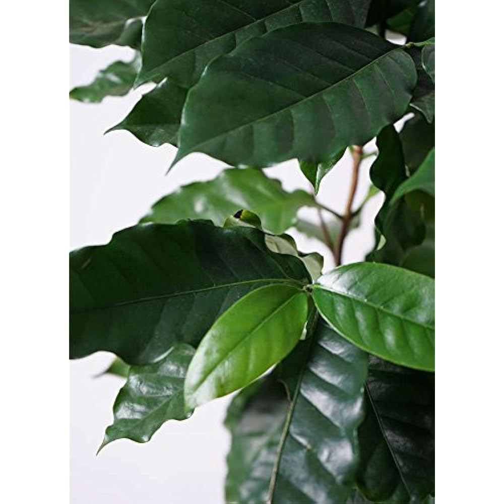 HitoHana Coffee Tree No. 6 Eco Stone Tall Type White