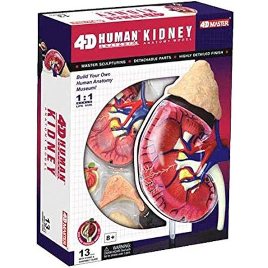4D Master Human Anatomy Kidney Model Kit, One Color by 4D Master