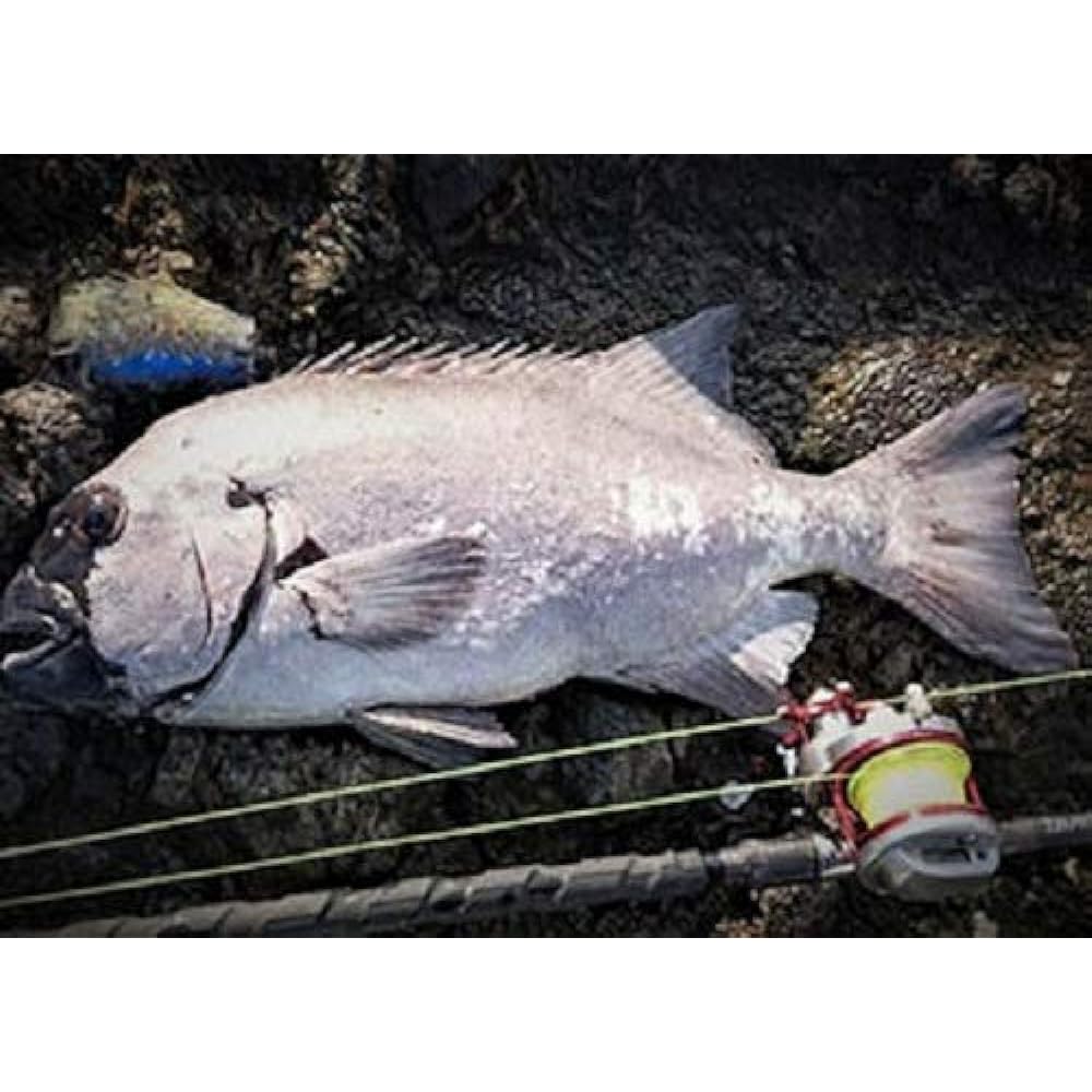 DAIWA Nylon Line Astron Ishidai Max Gamma No. 14-30 300m Black Ocean