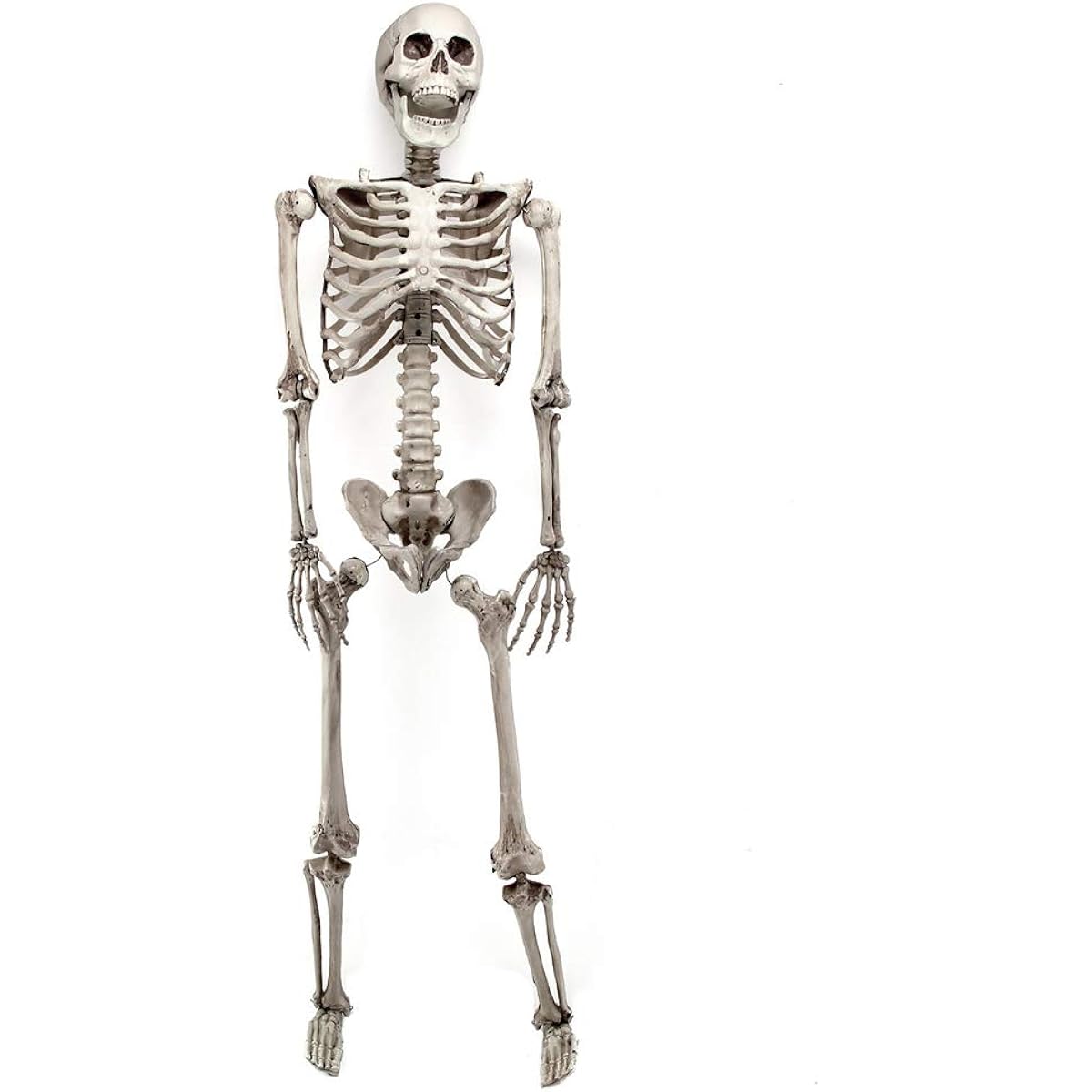 Lucky Monet 170cm Halloween Skeleton Posable Full Size Skeleton Movable Joints Halloween Party House Hunting Props Decoration (170cm/5.6ft)