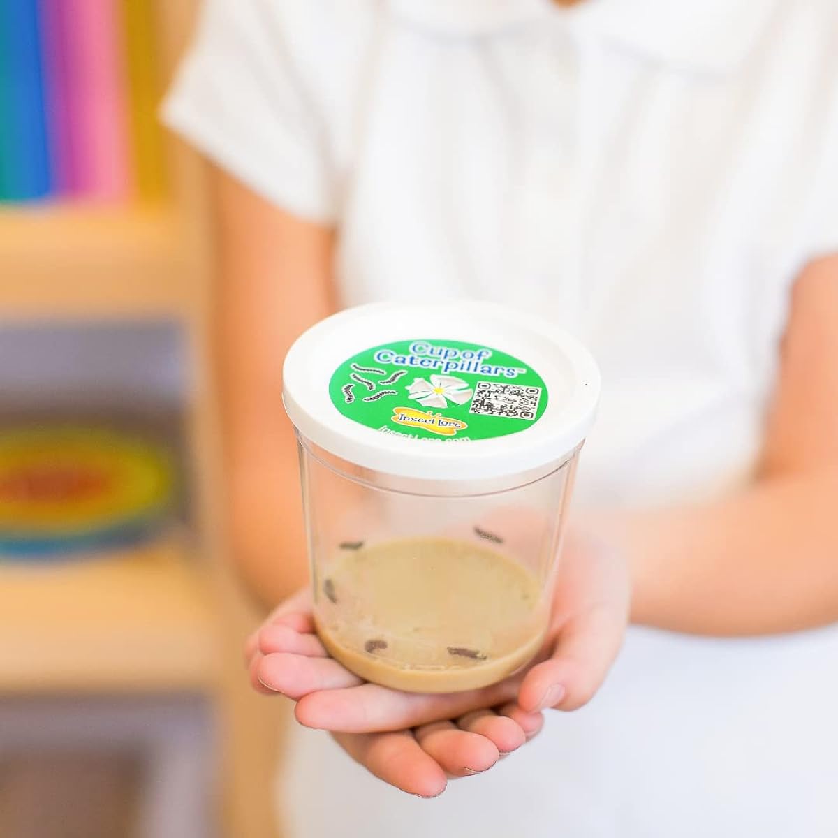 Insect Lore Caterpillar Cup with Dual Lens Magnifier and Butterfly Life Cycle Stages
