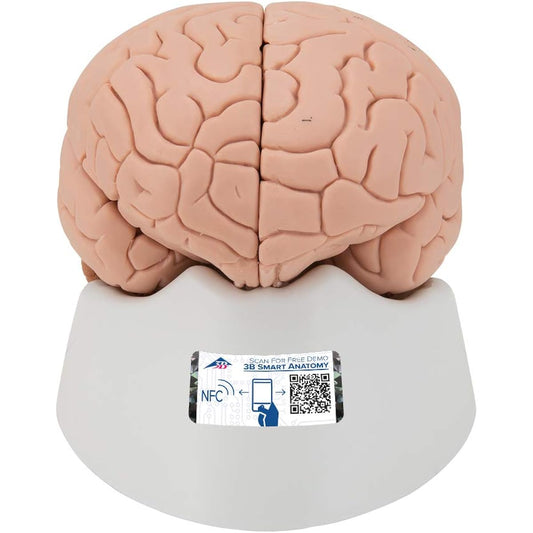 3B Scientific C15 Introduction to the Brain 2-Part-3B Smart Anatomy