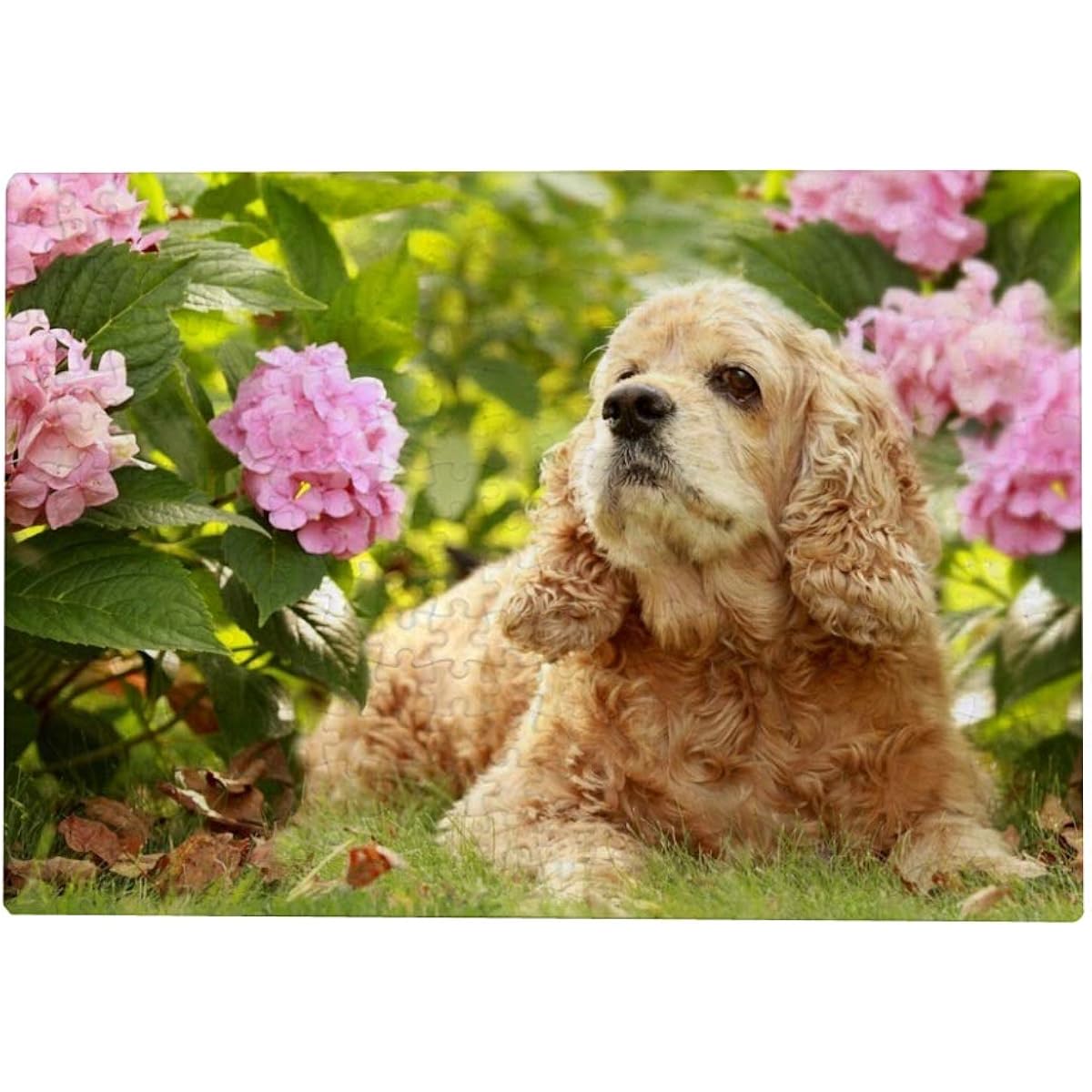 1000 Piece Jigsaw Puzzle for Adults - English Cocker Spaniel Dog