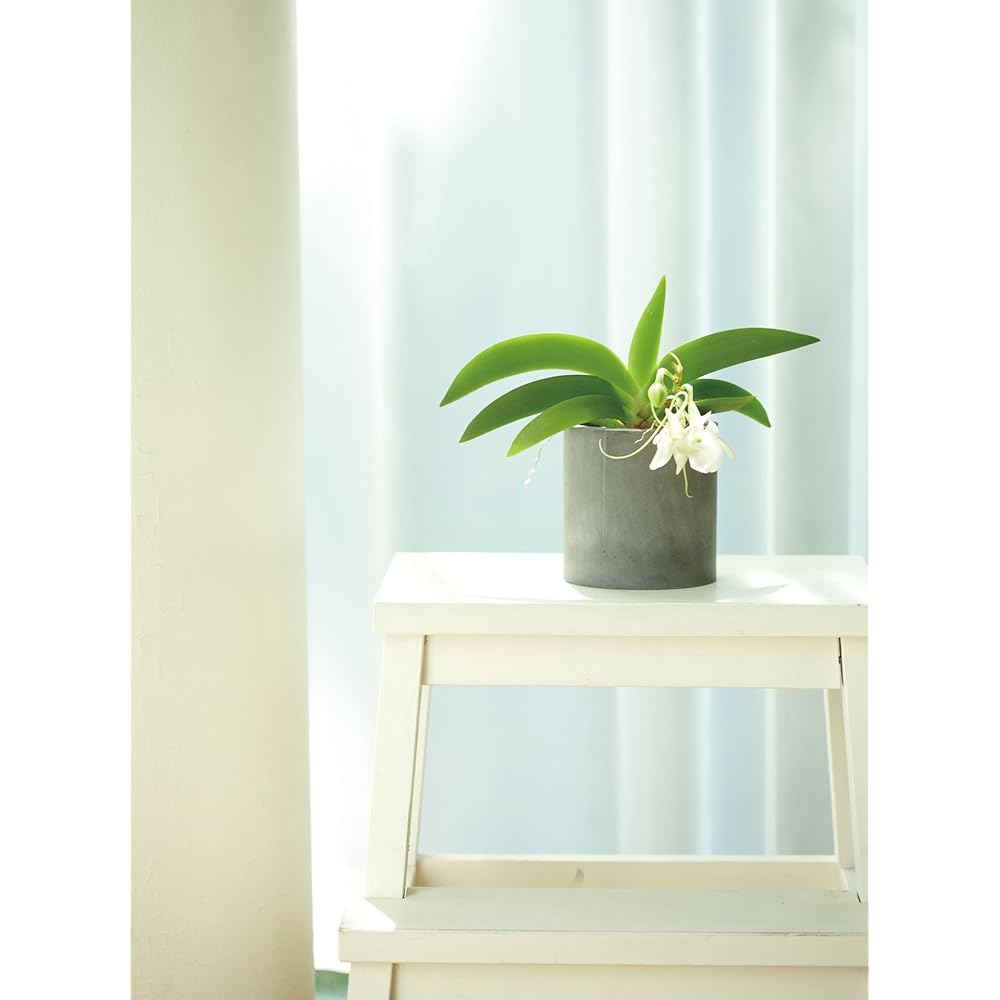 soil diatomaceous earth planter cover black