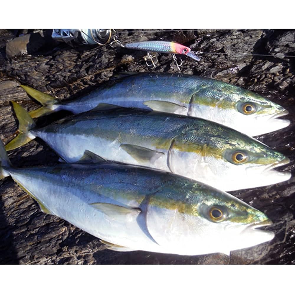 Pazdesig Lure reed Backwash BEYOND Backwash Beyond 110SP/110S
