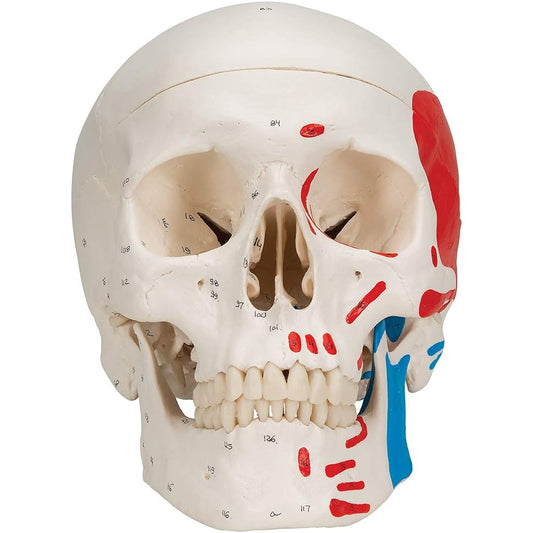 3B Scientific Classic Skull Painted 3 parts