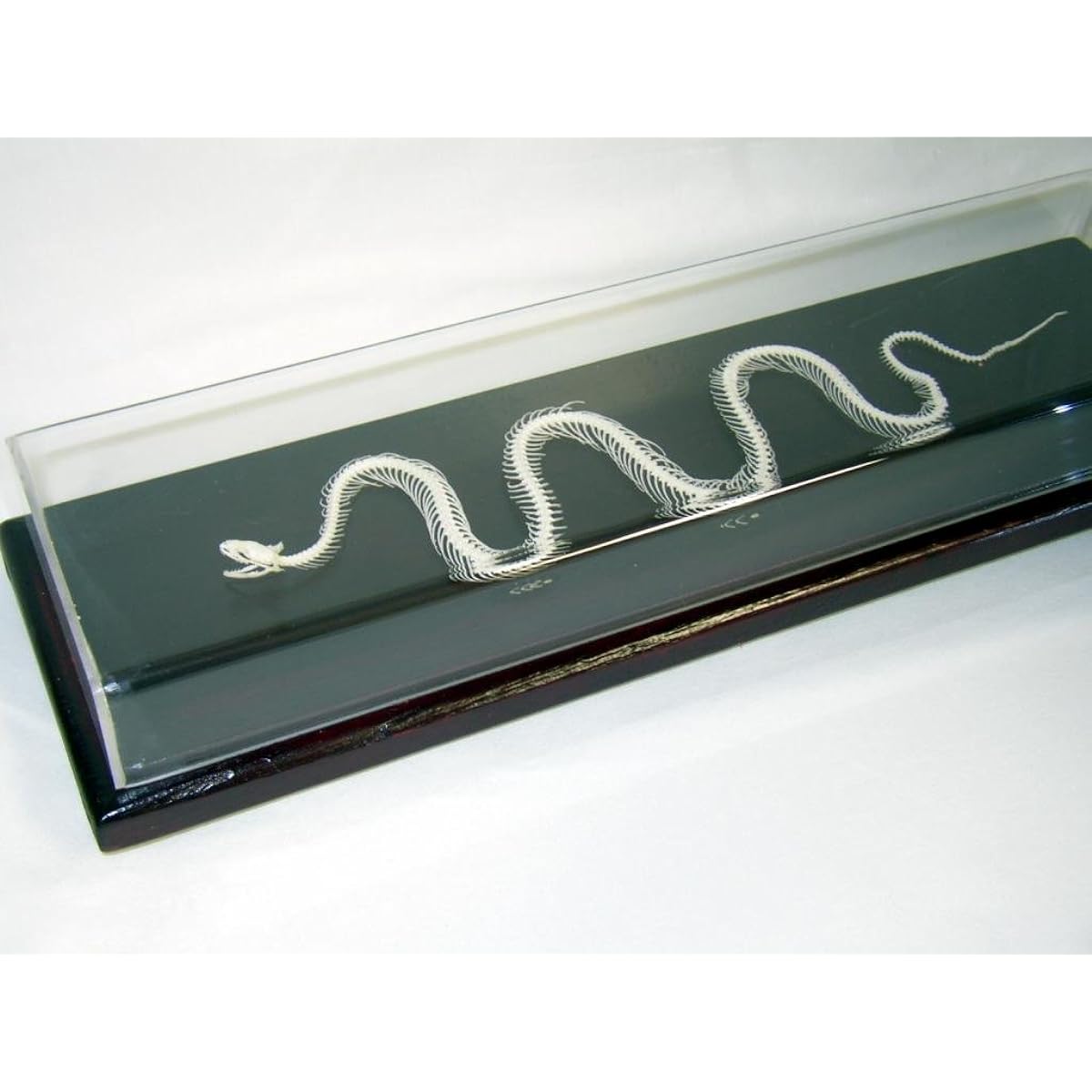 C&A Scien 51016 Non-venomous Snake Skeleton