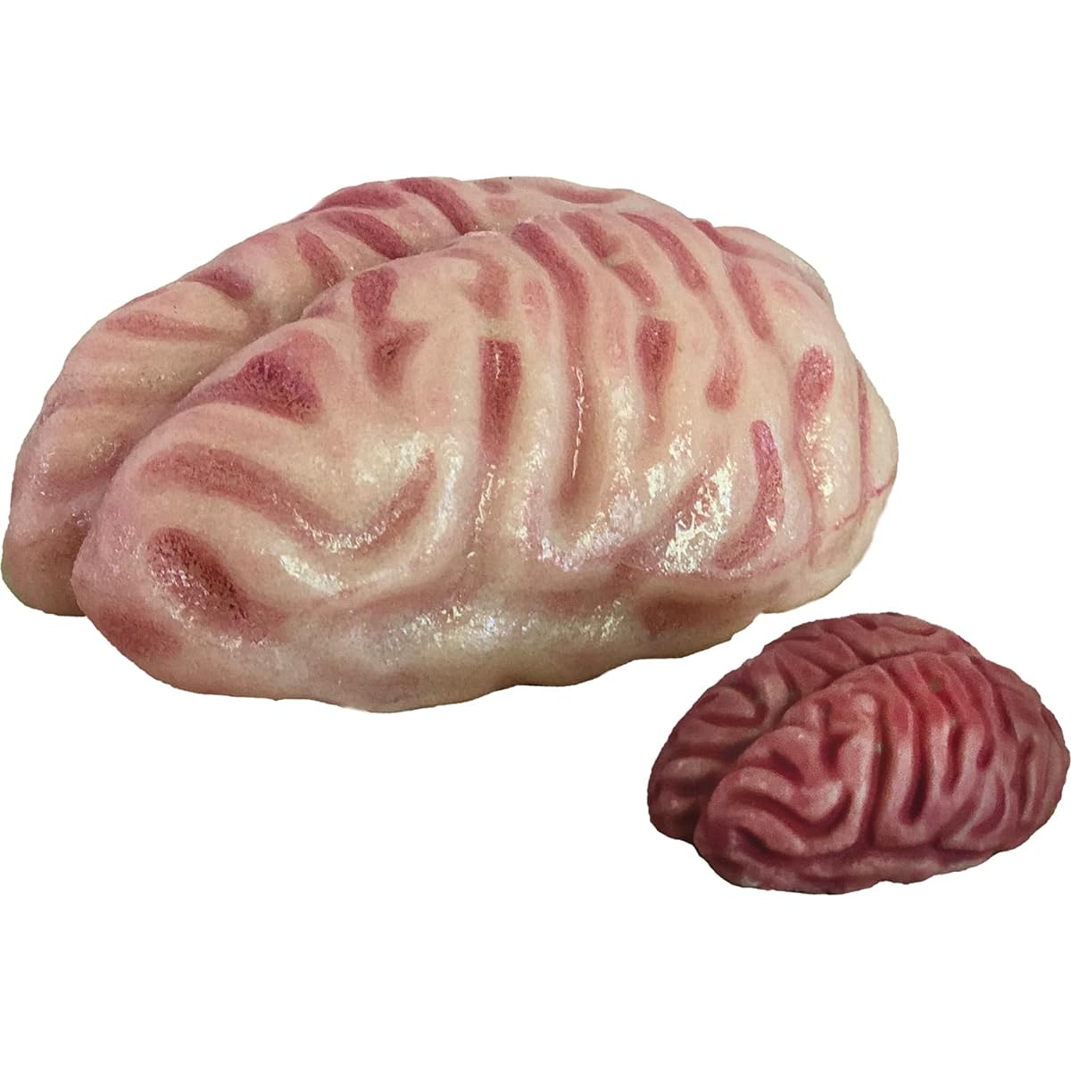 Copernicus Grows Your Brain | Just Add to Water.