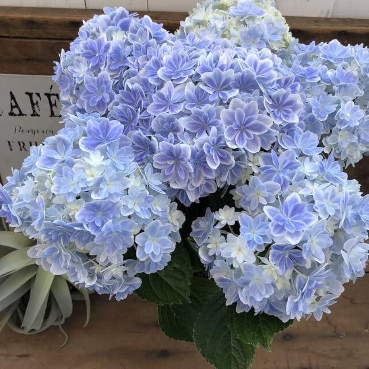 Kaleidoscope Large seedling Beautiful hydrangea Double flower Blue