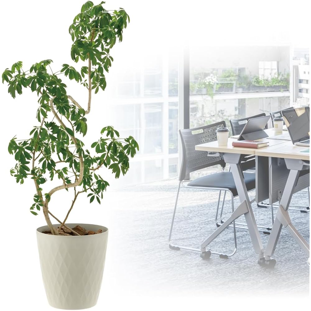 [Case sales] Richel Lapis Spot Cover 8 BE 8 pieces