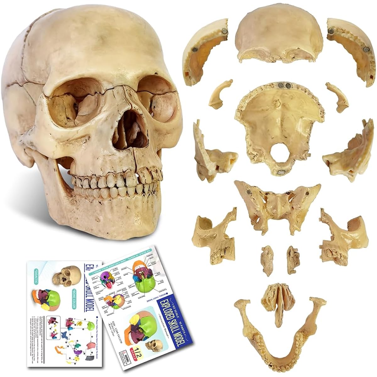 2021 Newest 15 Parts Palm Size Anatomy Disassembly Mini Human Color Medical Skull Model Dental Clinic Teaching Instrument Medical Education Learning (Bone Color)