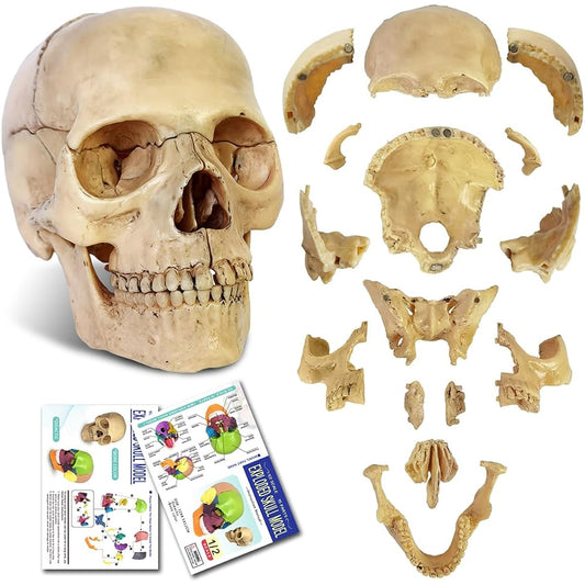2021 Newest 15 Parts Palm Size Anatomy Disassembly Mini Human Color Medical Skull Model Dental Clinic Teaching Instrument Medical Education Learning (Bone Color)
