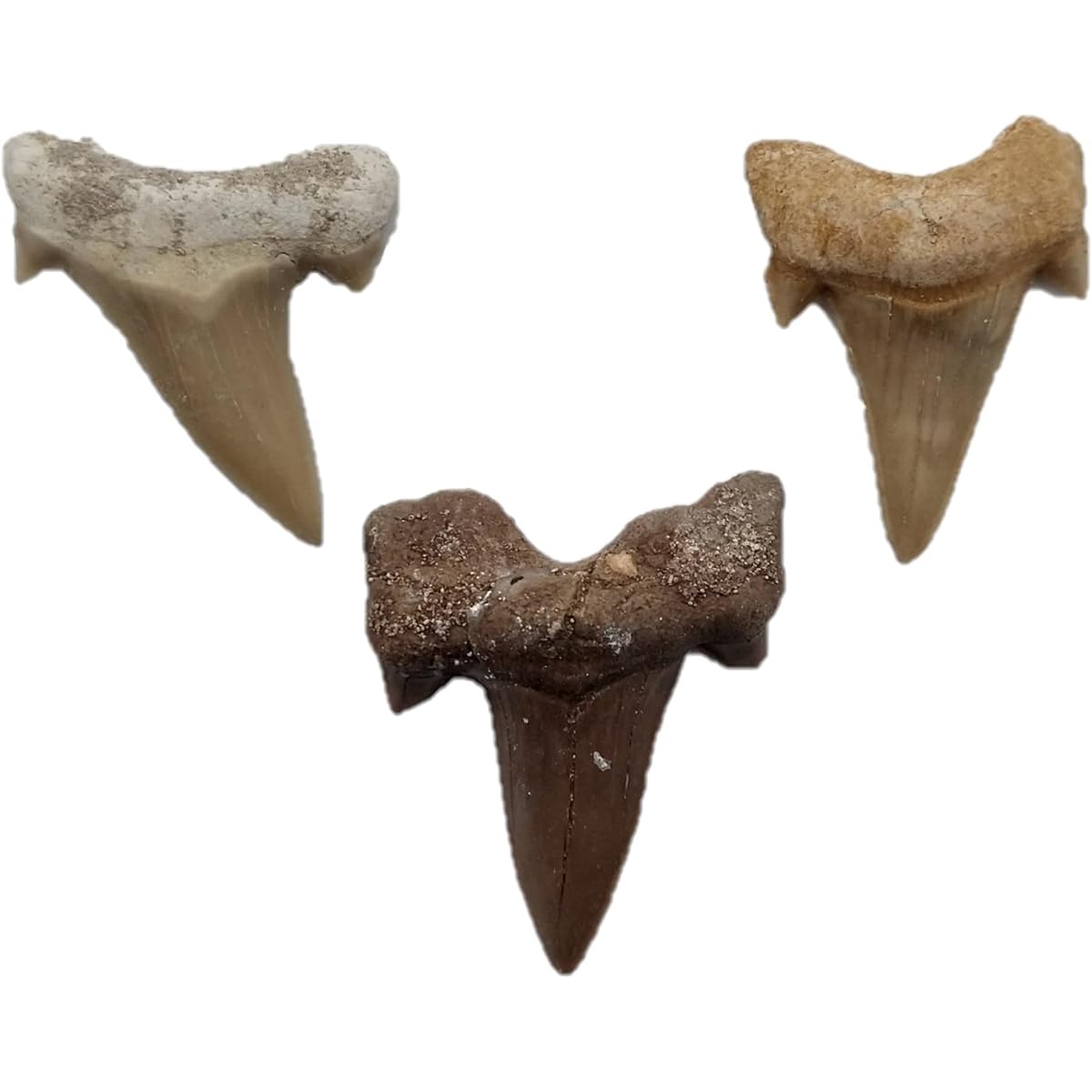 Universal Specialties 3 Large Shark Teeth Real Fossilized Specimens Perfect for Classroom Teaching Arts & Crafts Necklace Play Excavation Real Teeth Craft Collector's Jewelry Box