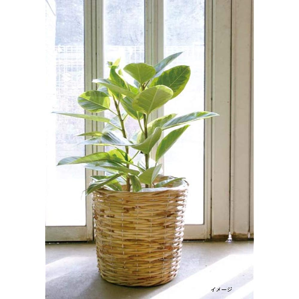 Ohashi Shinji Shoten Pot Cover Rattan Basket K10 Natural Approximately φ39 x H38cm 13-250