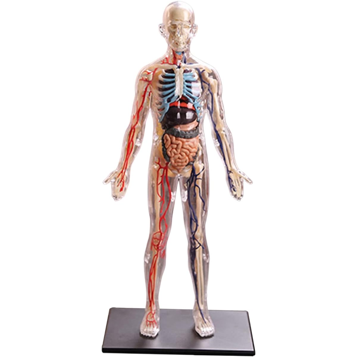 Interactive Human Body Full Anatomy Kids Anatomy Kit Human Body Model with Detachable Muscles, Organs, Bones STEM Kids Dissection Toy – Ages 8+
