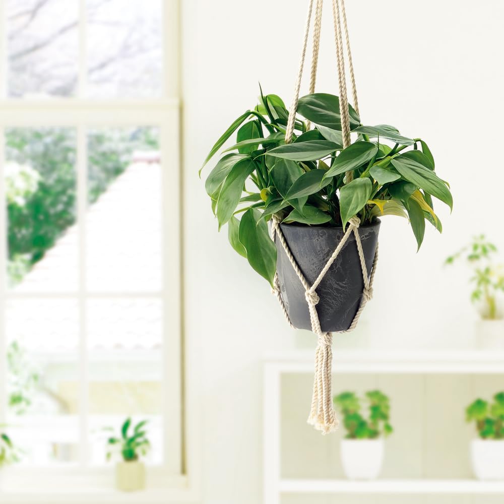 [Case sales] Richel Botany Hanging Pot 20 type DG 10 pieces