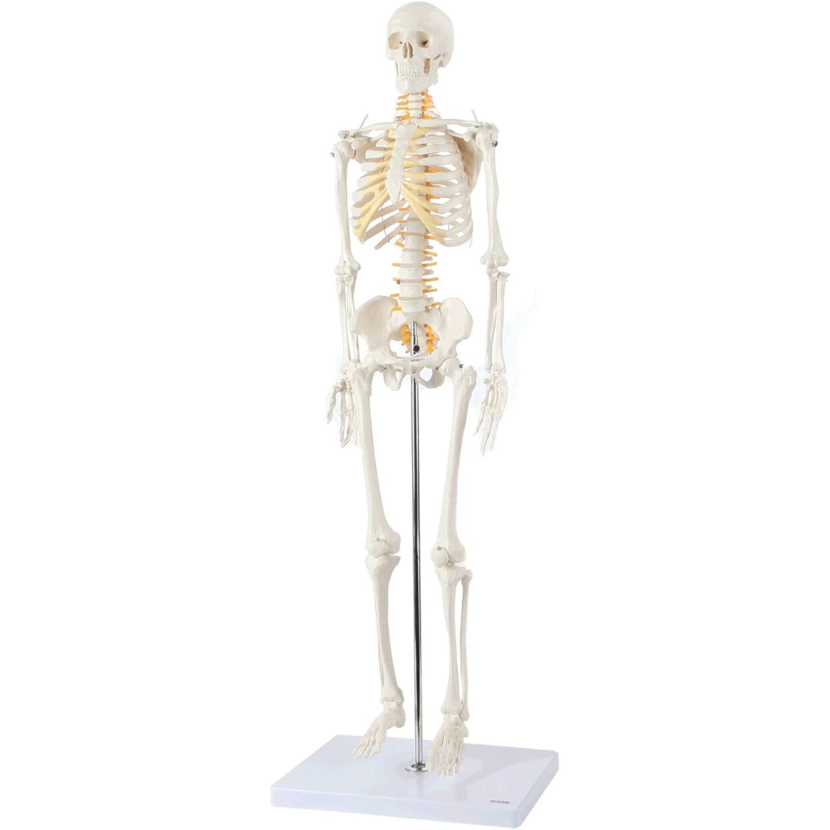 Axis Scientific Mini Human Skeleton Model with Metal Stand, 31" Tall with Removable Arms and Legs, Easy to Assemble, Includes Detailed Product Manual for Study, Worry Free 3 Year Warranty 141［並行輸入］