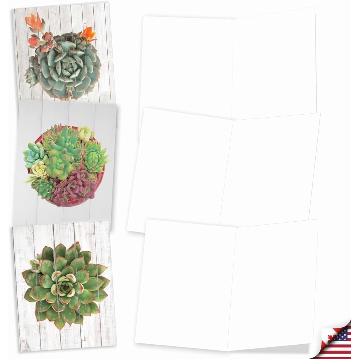 The Best Card Company Shiplap Succulents - 20 Assorted Boxed All Occasion Note Cards with Envelopes (4 x 5.12 inches) - Driftwood AM6438OCB-B2x10