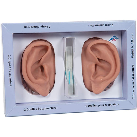 3B Scientific N15 Silicone 2 Point Ear Model 3.7" x 2.4" x 1.6"