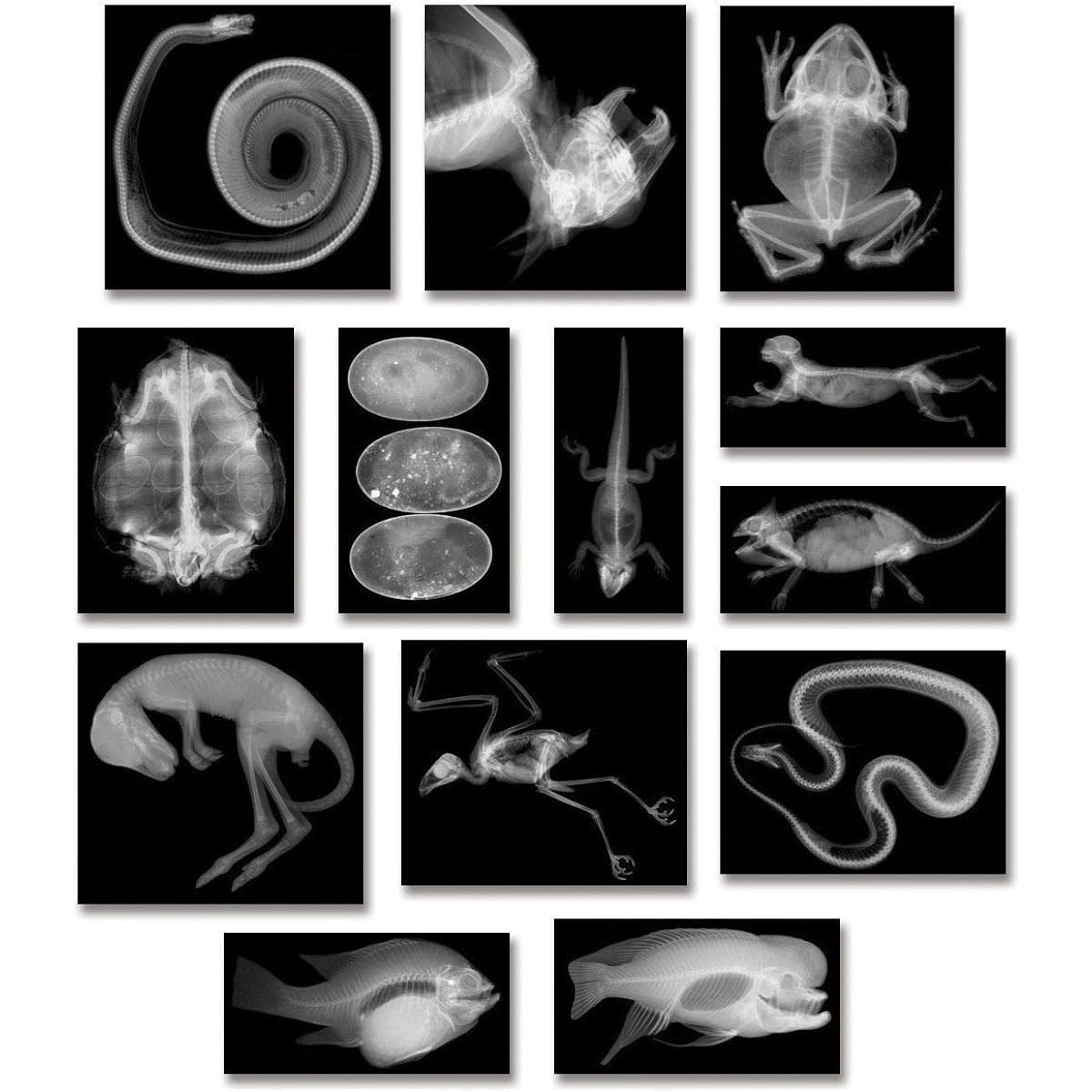 [Roylco]Roylco R5910 Animal XRay Set, 8 x 10 Size 082135 [Parallel Import]