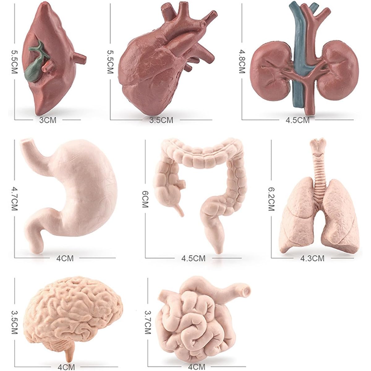 8 Pieces Mini Human Body Organs Set Mini Human Model for Kids Mini Body Parts Set 3D Human Anatomy Model Anatomy and Physiology Learning Tools Student Science Learning Kit for Kids Learning Class
