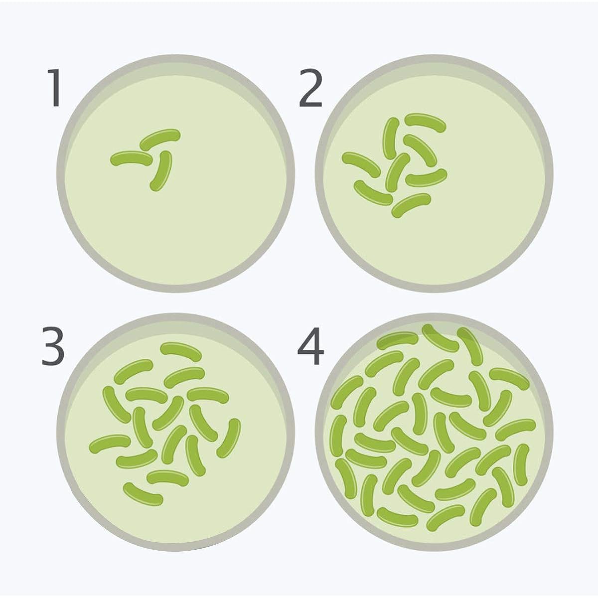 DalosDream Bacteria Science Kit - Top Science Fair Project Kit - Prepared LB-Agar Plates and Swabs Exclusive Free Science Fair Project Prize Winning Experiment