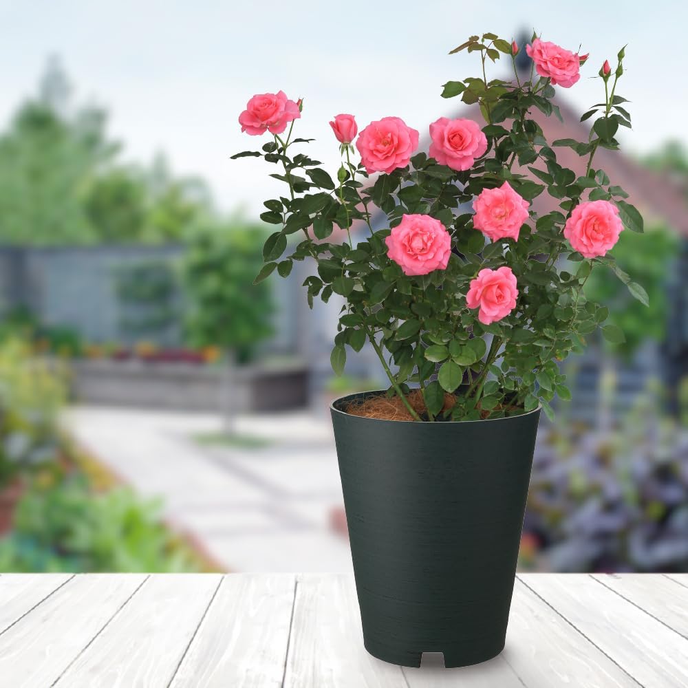 [Case sales] Richel Rosarian pot 30 type DG 8 pieces