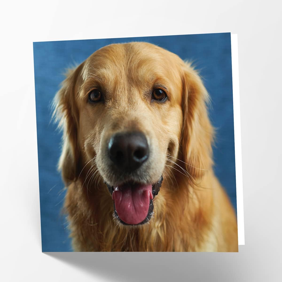 Maturi Blank Greeting Card with Image of Golden Labrador Dog