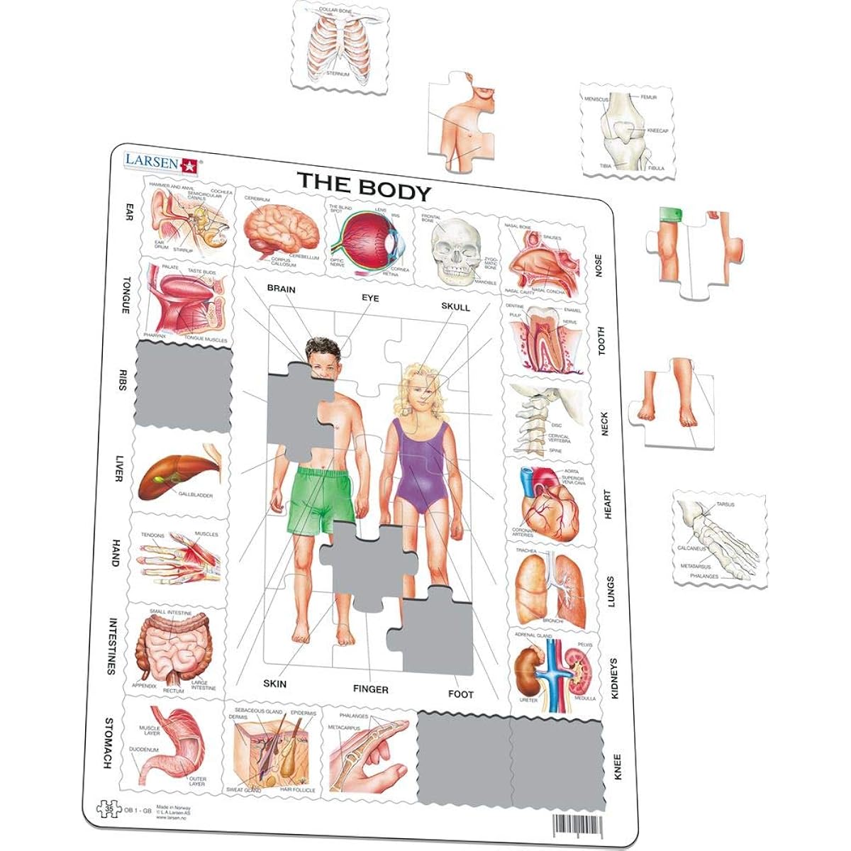 Larsen Puzzles The Body Children's Educational Jigsaw Puzzle - 35 Piece Tray & Frame Style Puzzle - Unique Premium Handmade Puzzle - Imported from Norway