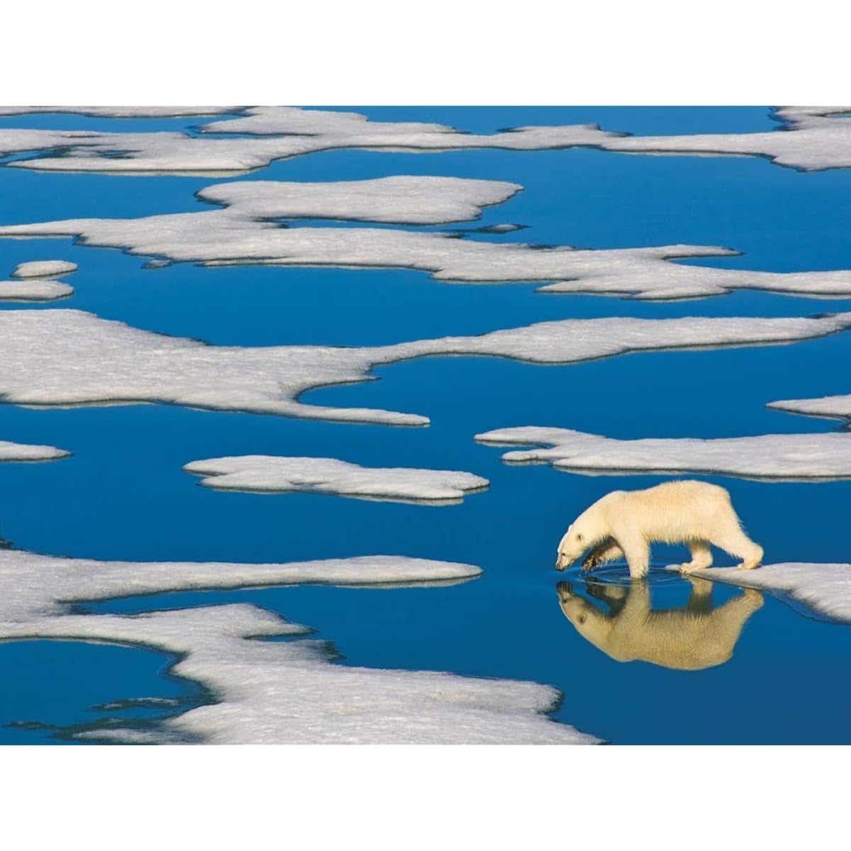 New York Puzzle Company Jigsaw Puzzle National Geographic Polar Bear on Ice 500 Piece